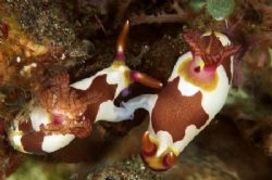 Holding hands - two nudis doin' the do! Lembeh Sept. 2006 by Simon Pickering 